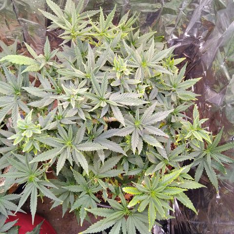 Genética desconhecida growlog photo: Resultado da pota das top bud pra revegar e esperar as outras mudas do grow crescer mais 