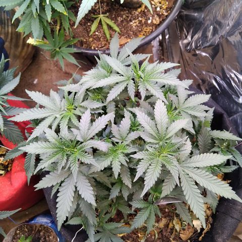 Krumble juice #1 growlog photo: Podas e amarras 