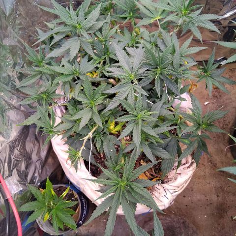 Jureg growlog photo: Podas e amarras 