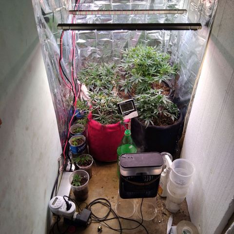 Jureg growlog photo: Evolução total