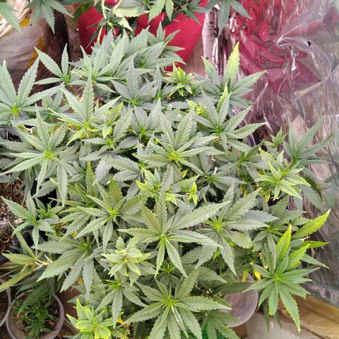 Genética desconhecida growlog photo: 3 colher de himitsu,  alg mic, bio Bloom, + água pura 1 dia depois 