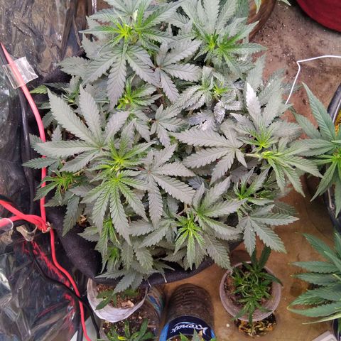 Krumble juice #1 growlog photo: 2 colher himitsu,  alg Mac bio Bloom,  + água 2 dias depois