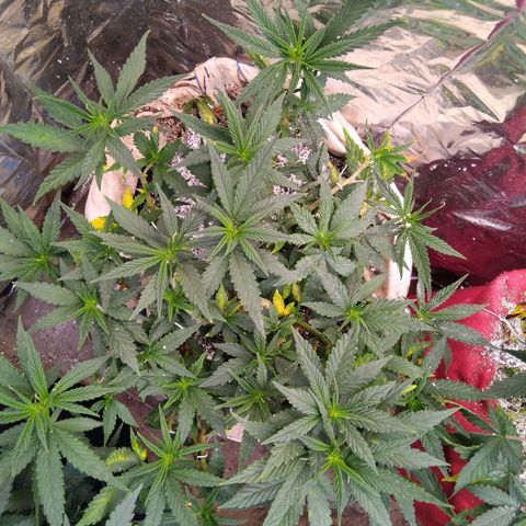Jureg growlog timeline photo