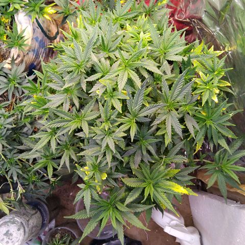 Genética desconhecida growlog timeline photo