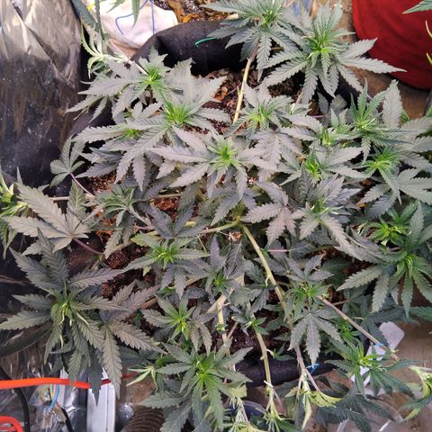 Krumble juice #1 growlog timeline photo