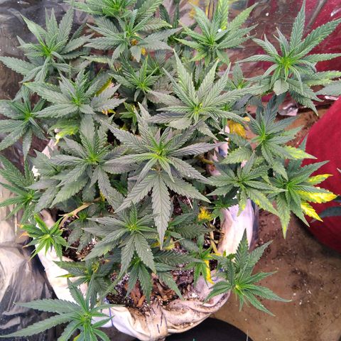 Jureg growlog timeline photo