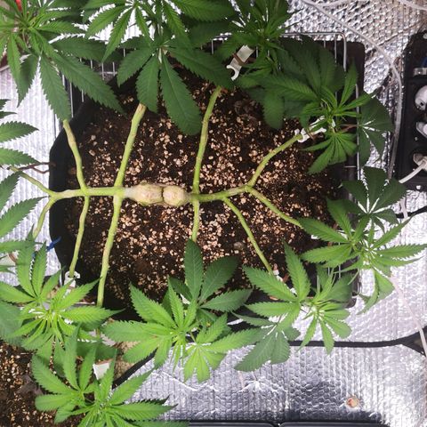 Köfteci Mainlining growlog timeline photo