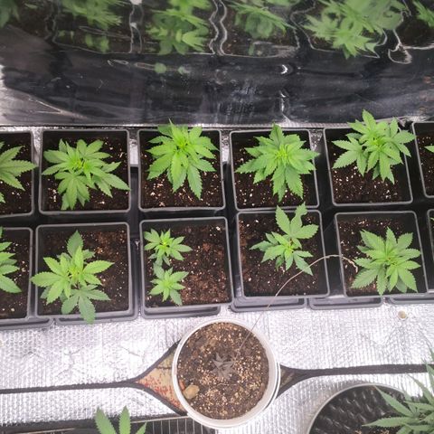 Köfteci Sog/Scrog growlog timeline photo