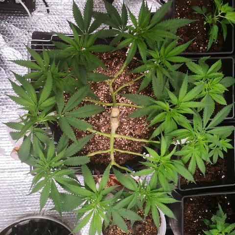 Köfteci Mainlining growlog timeline photo