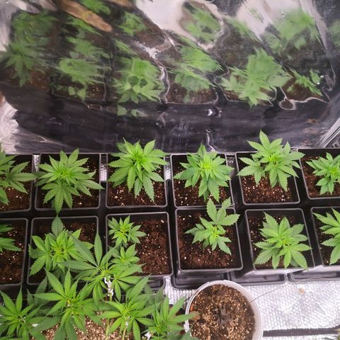 Köfteci Sog/Scrog growlog timeline photo