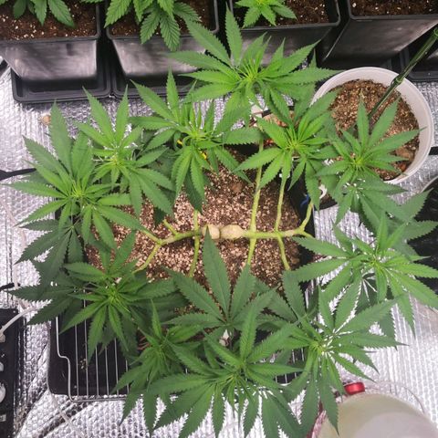 Köfteci Mainlining growlog timeline photo
