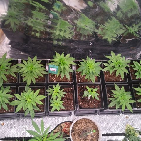 Köfteci Sog/Scrog growlog timeline photo