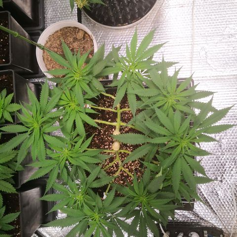 Köfteci Mainlining growlog photo: 1.5 lt boş ph ayarlı su verildi 