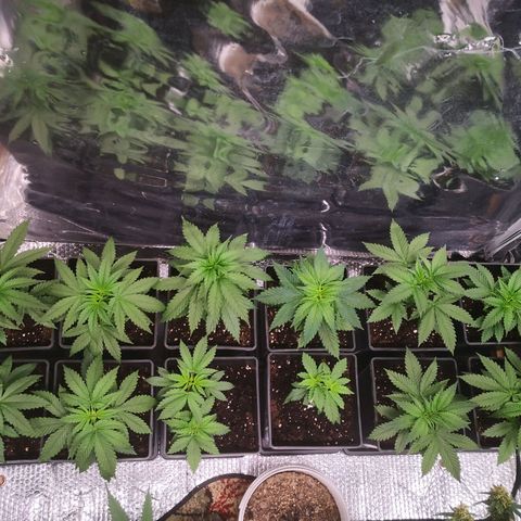 Köfteci Sog/Scrog growlog photo: Bitki başına 250 ml ph ayarlı su verildi 