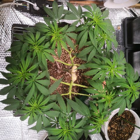 Köfteci Mainlining growlog photo: Bitkinin yaprakları biraz düştü ama anlayamadım nedenini 