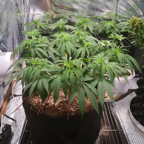 Köfteci Mainlining growlog photo: Bitkinin yaprakları biraz düştü ama anlayamadım nedenini 