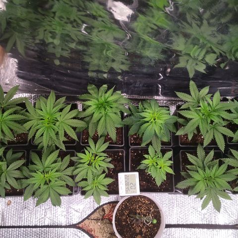 Köfteci Sog/Scrog growlog timeline photo