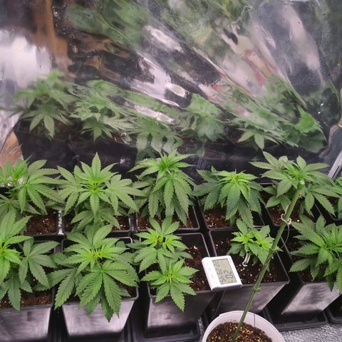 Köfteci Sog/Scrog growlog timeline photo