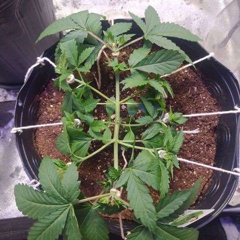 Tropicana Banana  growlog photo: Amarras feitas nas partes inferiores para futuras podas. 