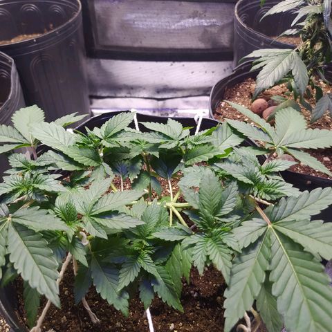 Tropicana Banana  growlog photo: Planta tem seu crescimento em ótimo estado e está saudável, crescendo bem rápido. 
Umidade está alta, ajudando no desenvolvimento, mas a temperatura ainda está baixa, na média dos 18 graus.