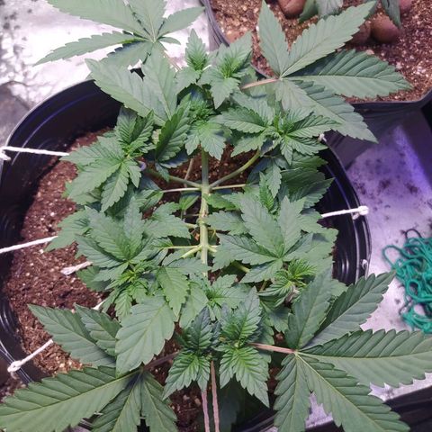 Tropicana Banana  growlog photo: Planta tem seu crescimento em ótimo estado e está saudável, crescendo bem rápido. 
Umidade está alta, ajudando no desenvolvimento, mas a temperatura ainda está baixa, na média dos 18 graus.