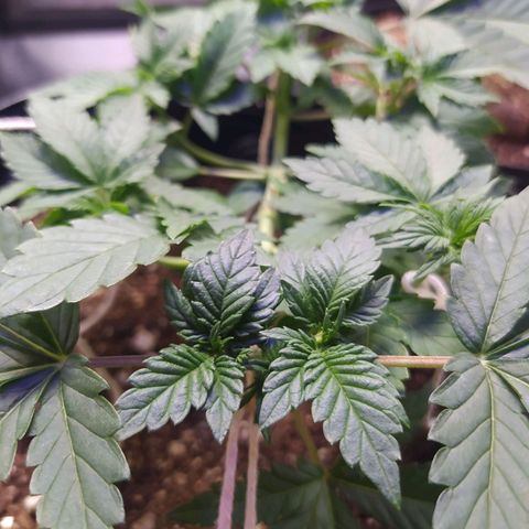 Tropicana Banana  growlog photo: Planta tem seu crescimento em ótimo estado e está saudável, crescendo bem rápido. 
Umidade está alta, ajudando no desenvolvimento, mas a temperatura ainda está baixa, na média dos 18 graus.