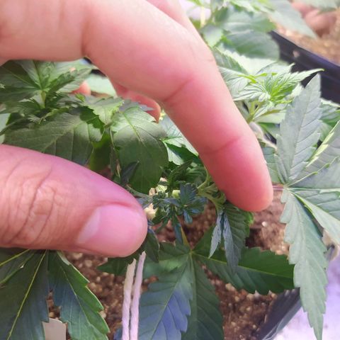 Tropicana Banana  growlog photo: Podas fim realizadas na última semana deram outras ramificações. A planta segue seu crescimento saudável e bem desenvolvida.