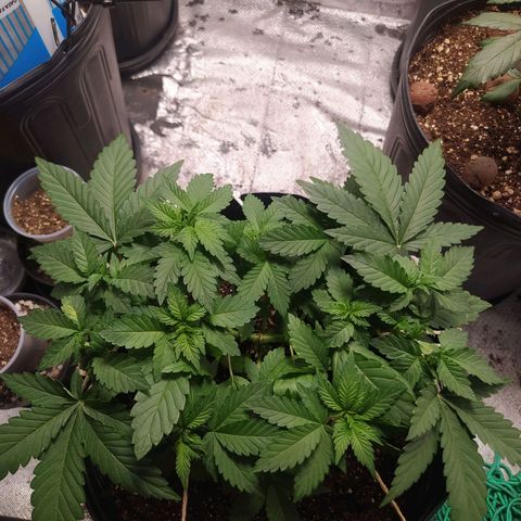 Tropicana Banana  growlog photo: Crescimento saudável, ramificações para top buds em desenvolvimento. Acho que 15 dias já consigo tirar clones.