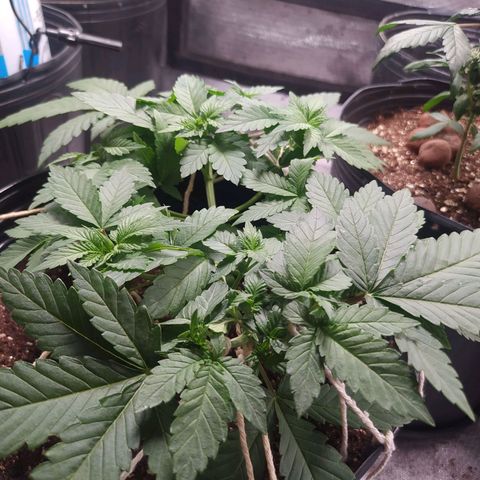 Tropicana Banana  growlog photo: Crescimento saudável, ramificações para top buds em desenvolvimento. Acho que 15 dias já consigo tirar clones.