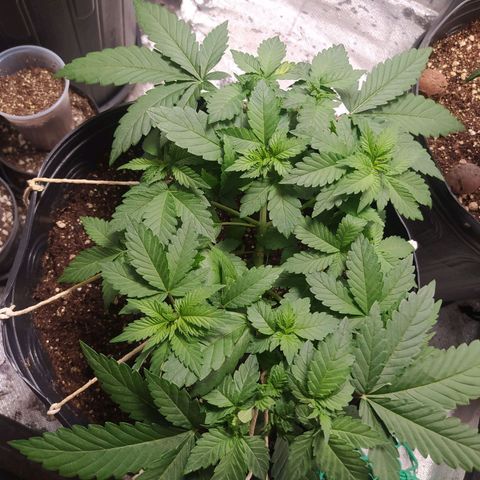 Tropicana Banana  growlog photo: Crescimento saudável, ramificações para top buds em desenvolvimento. Acho que 15 dias já consigo tirar clones.