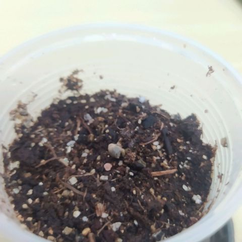 Footduck growlog photo: Primeiros sinais de enraizamento. 
Obrecomendado e não interferir nesse processo e evitar ao máximo a exposição das raízes a luz. 
Farei o processo de germinação no pc-grow assim evito excesso de luz.