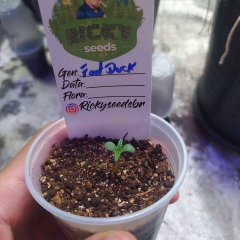 Footduck growlog photo: Desenvolvimento ok 
Finalizando processo de germinação. 
Passando o fds começarei a contar os dias do vegetativo. 
Vejamos como ela vai responder aos cuidados.