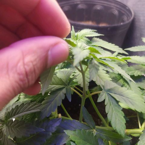 Tropicana Banana  growlog photo: A planta tem respondido bem aos nutrientes, tem crescimento saudável mas apresenta uma coloração bem uniforme, fico pensando se onde a planta tem folhas mais jovens elas seriam mais verde clara.
Breve pretendo fazer a colheita de pelo menos dois clones, ainda preciso preparar o sistema para recebe-los