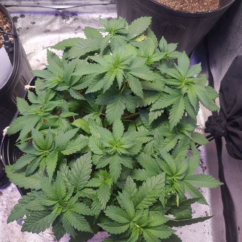 Tropicana Banana  growlog photo: A planta tem respondido bem aos nutrientes, tem crescimento saudável mas apresenta uma coloração bem uniforme, fico pensando se onde a planta tem folhas mais jovens elas seriam mais verde clara.
Breve pretendo fazer a colheita de pelo menos dois clones, ainda preciso preparar o sistema para recebe-los