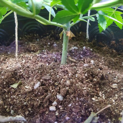 Tropicana Banana  growlog photo: A planta tem respondido bem aos nutrientes, tem crescimento saudável mas apresenta uma coloração bem uniforme, fico pensando se onde a planta tem folhas mais jovens elas seriam mais verde clara.
Breve pretendo fazer a colheita de pelo menos dois clones, ainda preciso preparar o sistema para recebe-los