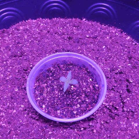 Footduck growlog photo: Primeiros dias de vida. 