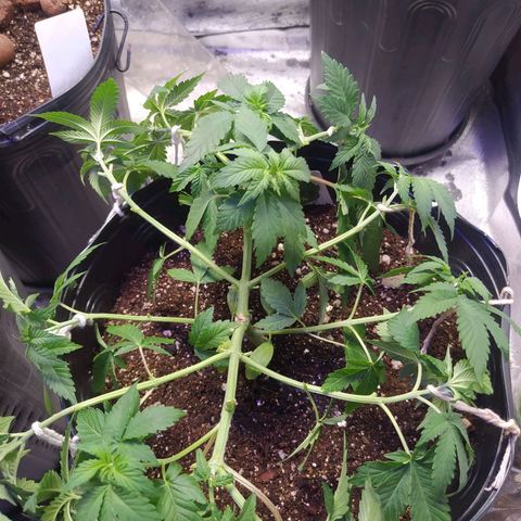 Tropicana Banana  growlog photo: Desfiliação e retirada de 1 clone apenas. 
Retirei as folhas que faziam muita sombra para que as novas ramificações recebam mais luz e se desenvolva. 