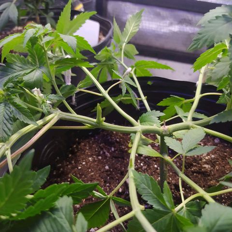 Tropicana Banana  growlog photo: Desfiliação e retirada de 1 clone apenas. 
Retirei as folhas que faziam muita sombra para que as novas ramificações recebam mais luz e se desenvolva. 