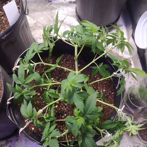 Tropicana Banana  growlog photo: Desfiliação e retirada de 1 clone apenas. 
Retirei as folhas que faziam muita sombra para que as novas ramificações recebam mais luz e se desenvolva. 