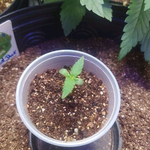 Footduck growlog photo: Segundo dia, as primeiras folhas começam a aparecer. 
Ainda e cedo mas até aqui os processos de germinação seguindo uma receita funcionou bem. 