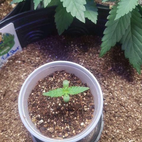 Footduck growlog photo: Segundo dia, as primeiras folhas começam a aparecer. 
Ainda e cedo mas até aqui os processos de germinação seguindo uma receita funcionou bem. 