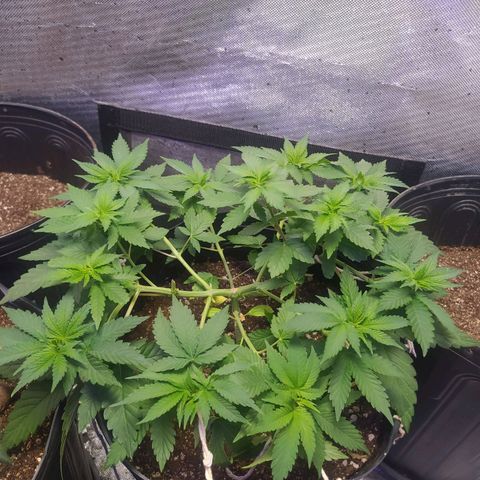 Tropicana Banana  growlog photo: Ela continua a crescer saudável mas as ramificações parecem se desenvolver bem lentas, apesar de não ter muitas referências. 
Será que posso começar a usar fertilizantes de crescimento nessa fase ? 