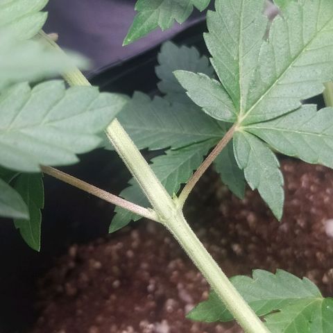 Tropicana Banana  growlog photo: Ela continua a crescer saudável mas as ramificações parecem se desenvolver bem lentas, apesar de não ter muitas referências. 
Será que posso começar a usar fertilizantes de crescimento nessa fase ? 