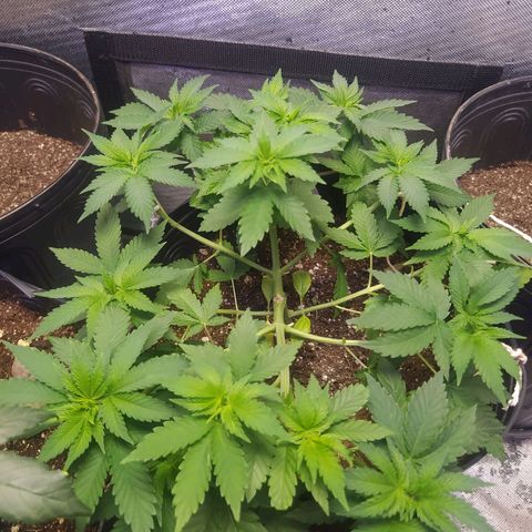 Tropicana Banana  growlog photo: Ela continua a crescer saudável mas as ramificações parecem se desenvolver bem lentas, apesar de não ter muitas referências. 
Será que posso começar a usar fertilizantes de crescimento nessa fase ? 