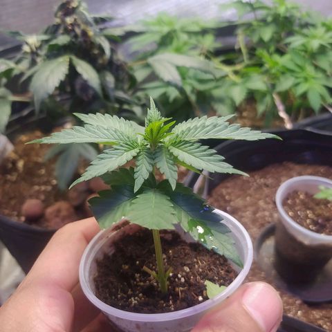 Tropicana Banana (Clone¹) growlog photo: Seguimos abrindo o pote para dar uma respirada todos os dias pelos menos 2x. 
Aparentemente tem permanecido forte. 
Ainda não tenho certeza sobre as raízes mas pelo menos 2 semanas.