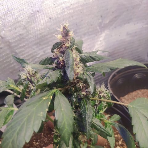 Purple haze growlog photo: A planta iniciou oroc são de flora muito cedo devido a iluminação 12/12 do último ciclo.