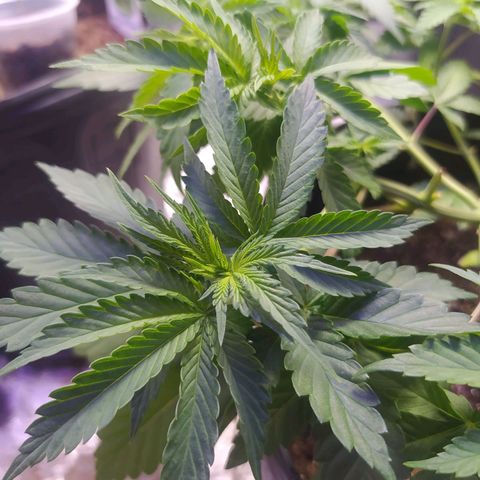 Tropicana Banana  growlog photo: Crescimento continuo e saudável. 
Não apresenta manchas de queimadura de luz nem over fert. 
