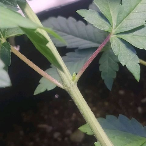 Tropicana Banana  growlog timeline photo