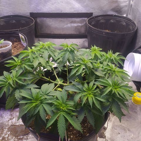 Tropicana Banana  growlog photo: Crescimento continuo e saudável. 
Não apresenta manchas de queimadura de luz nem over fert. 
