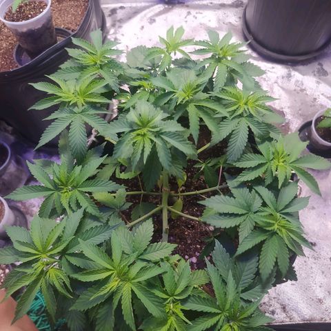Tropicana Banana  growlog photo: Crescimento continuo e saudável. 
Não apresenta manchas de queimadura de luz nem over fert. 
